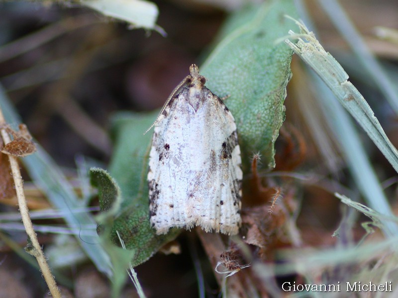 Tortricidae 2 da ID - Clepsis spectrana (cfr.)